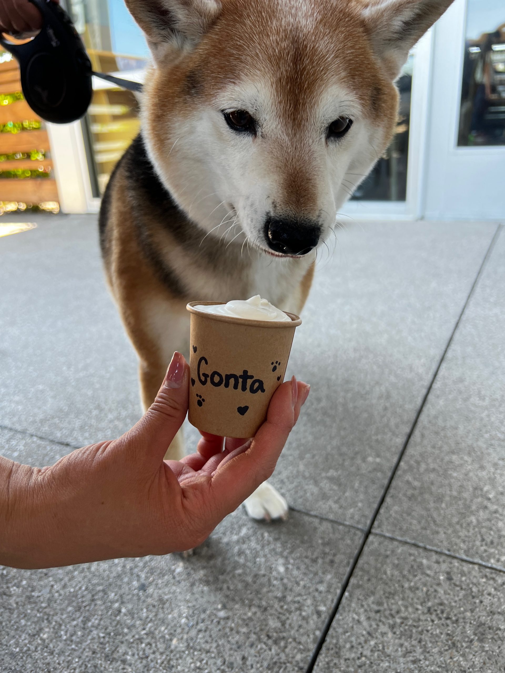 Puppy latte